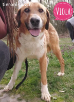 Viola ein Traumwesen