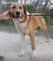 Viola ein Traumwesen