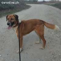 Viola ein Traumwesen