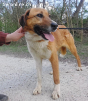 Viola ein Traumwesen