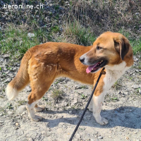 Viola ein Traumwesen