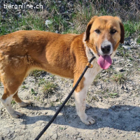 Viola ein Traumwesen