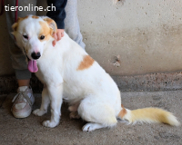 Virgilyo - Wo kommst du her, wo gehst du hin?