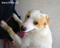 Virgilyo - Wo kommst du her, wo gehst du hin?