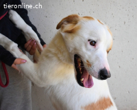 Virgilyo - Wo kommst du her, wo gehst du hin?