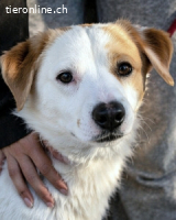 Virgilyo - Wo kommst du her, wo gehst du hin?