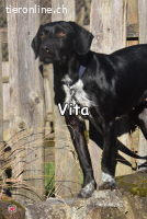 VITA