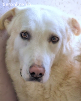 Vitale - "Komm, trau dich! Du kannst das!"