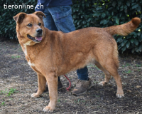 Vivaldo - ...steht vor der falschen Tür...