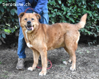 Vivaldo - ...steht vor der falschen Tür...