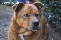 Vivaldo - ...steht vor der falschen Tür...