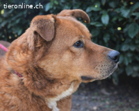 Vivaldo - ...steht vor der falschen Tür...