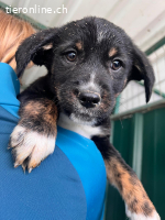 Vivo – ein treuer Freund fürs Leben sucht sein grosses Glück