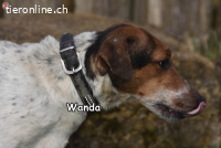 WANDA