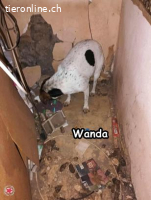 WANDA