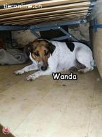 WANDA
