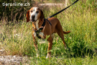 Watson (9-10 Jahre) - Gemütliches Zuhause gesucht