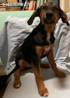 Welpe Milly immer noch ohne ein Zuhause