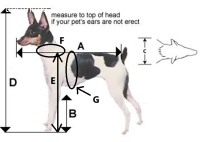 Welpe Nico immer noch ohne ein Zuhause