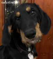 Welpe Nico immer noch ohne ein Zuhause