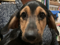 Welpe Pier immer noch ohne ein Zuhause