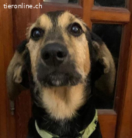 Welpe Pier immer noch ohne ein Zuhause