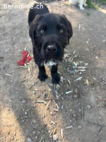 Welpe Tuti sucht seine Familie