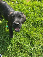 Welpe Tuti sucht seine Familie