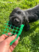 Welpe Tuti sucht seine Familie