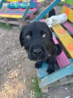 Welpe Tuti sucht seine Familie