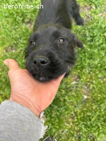 Welpe Tuti sucht seine Familie