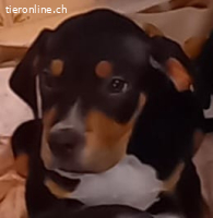 Welpe Willis immer noch ohne ein Zuhause