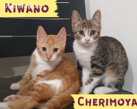 Wer gibt Kiwano & Cherimoya eine Chance?
