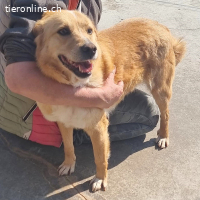 Whisky, goldene Wärme die dein Herz erfüllt