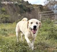 Whity, der verspielte