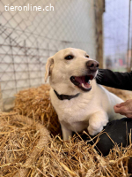 William unser zurückhaltender