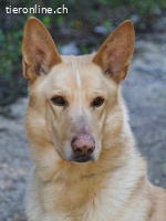 Willy, ein kluger Begleiter sucht ein Zuhause