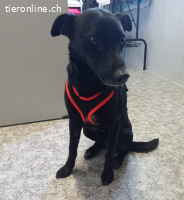 Willy, Herzblatt auf 4 Pfoten sucht eine Familie