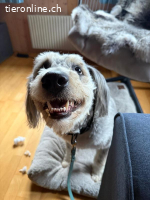 Willy – schlauer Wuschelbub sucht Traumzuhause