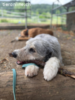 Willy – schlauer Wuschelbub sucht Traumzuhause