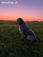 Willy – schlauer Wuschelbub sucht Traumzuhause