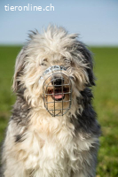 Willy – schlauer Wuschelbub sucht Traumzuhause