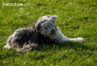 Willy – schlauer Wuschelbub sucht Traumzuhause