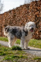 Willy – schlauer Wuschelbub sucht Traumzuhause