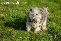 Willy – schlauer Wuschelbub sucht Traumzuhause