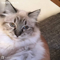 WIR SUCHEN PFLEGESTELLE FUER KATZEN AUS DEM TIERSCHUTZ