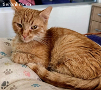 WIR SUCHEN PFLEGESTELLE FUER KATZEN AUS DEM TIERSCHUTZ