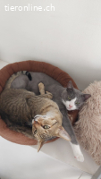 Wohnungskatzen-Liebespäärli Tuli & Ben (Fiv/Felv neg.)