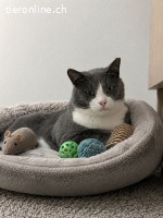 Wohnungskatzen-Liebespäärli Tuli & Ben (Fiv/Felv neg.)