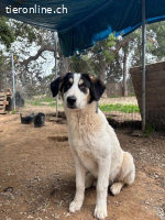 Woo - Wundervoller Junghund sucht Geborgenheit